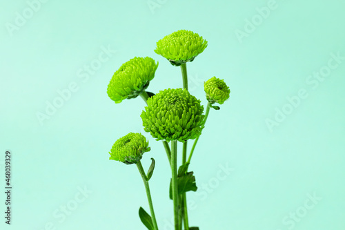 Green chrysanthemum on color background, closeup