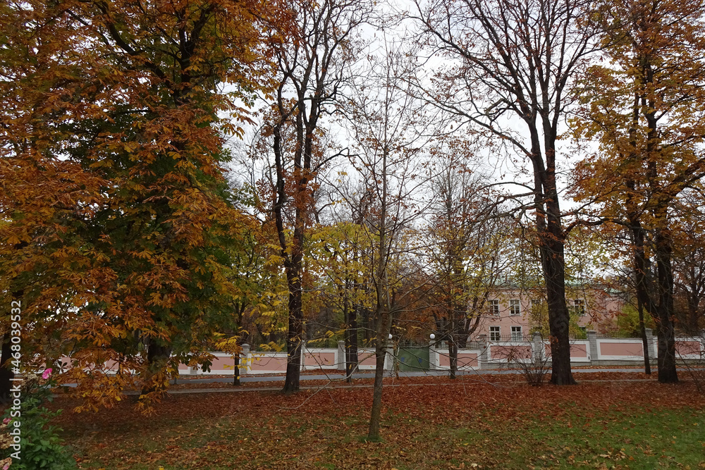 Autumn landscape in Kadriorg park. Golden brown foliage on trees branches. Pink fence wall on the back. Dry leaves of the ground. Tallinn, Estonia, October 2021