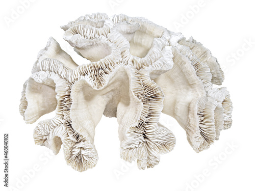 Fossilized Coral Platygyra Daedalea (Latin Name), Consisting of Thin Plates. Can Serve as a Decoration for Any Collection. Cut On White Background photo