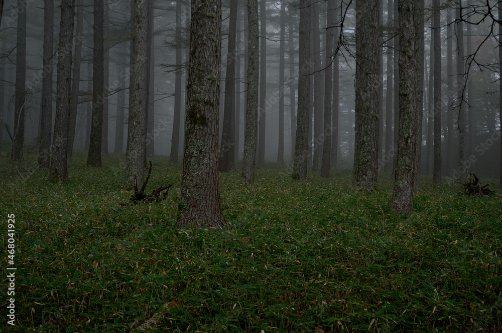 Obraz premium 朝靄の中の森