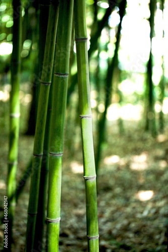 Fototapeta Naklejka Na Ścianę i Meble -  Close-Up of Bamboo Stem