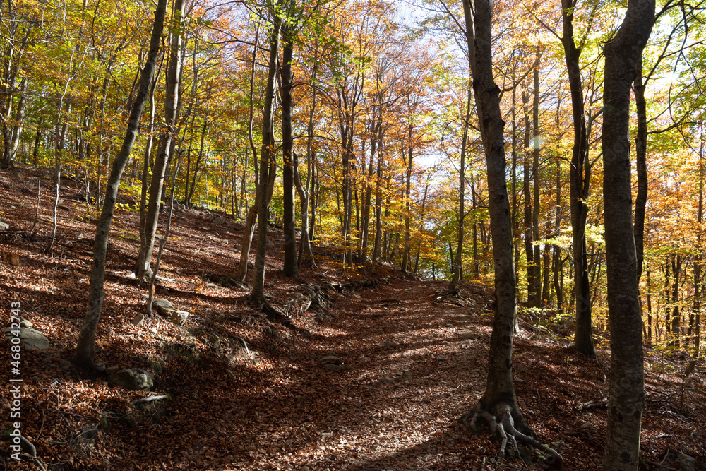 Obraz premium Forest in autumn with colored trees