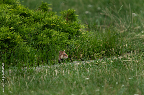 Photography European hamster in the Viennas cemetery