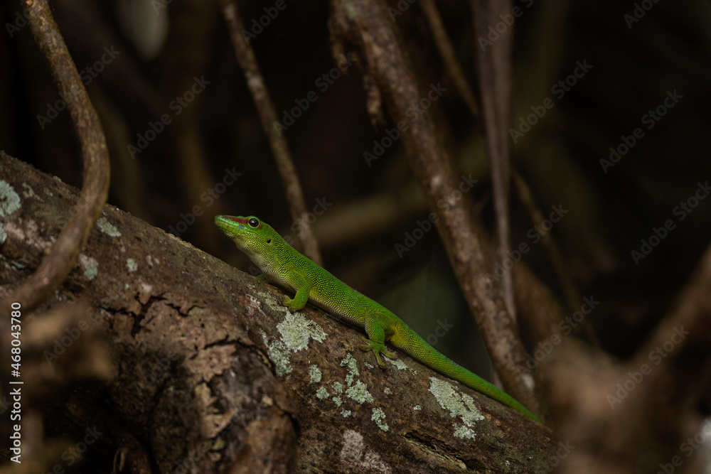 Endemic lizard from Mauritius. Rare Madagascar giant day gecko. Phelsuma grandis hiding in the branches. Endemic lizard from Mauritius. Rare Madagascar giant day gecko. Phelsuma grandis hiding in the branches.