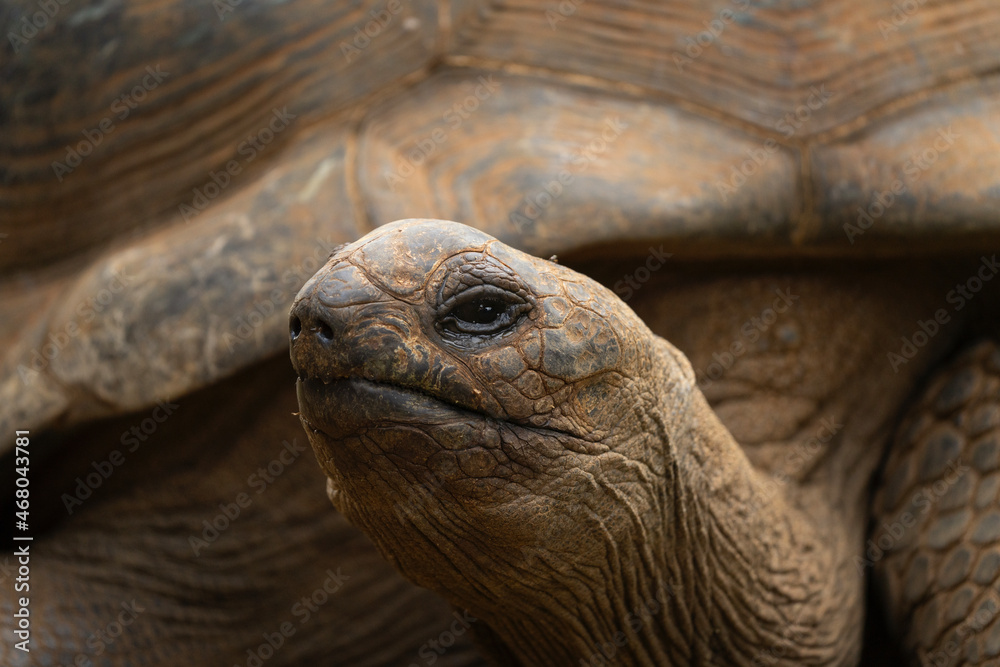 Giant tortoise (Aldabrachelys gigantea) in Mauritius. Group of turtles on the meadow. Mauritius nature. Giant tortoise (Aldabrachelys gigantea) in Mauritius. Group of turtles on the meadow. Mauritius nature.
