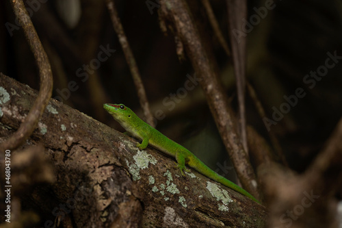 Endemic lizard from Mauritius. Rare Madagascar giant day gecko. Phelsuma grandis hiding in the branches. 