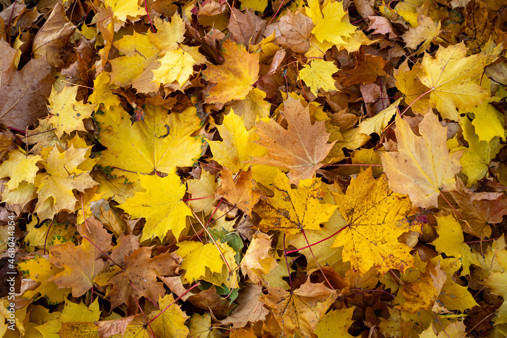 Golden autumn maple leaves on the ground