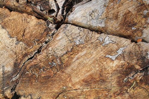 Wood texture legno