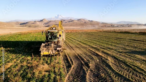 Farmers harvest sugar beet in a country field. Sugar beet harvest with a Sugarbeet harvester an agricultural machine 