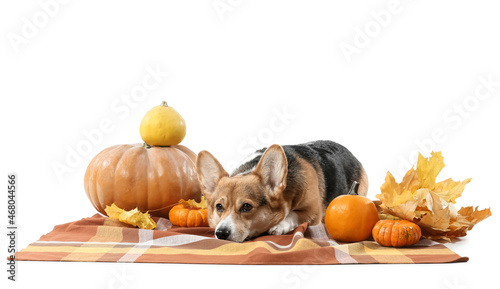 Cute dog with plaid, autumn...