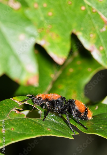 Red Velvet Ant (Dasymutilla occidentalis) female crawling across tree leaves, dorsal view in Houston, TX. Another common name for them is Cow Killer ants. photo