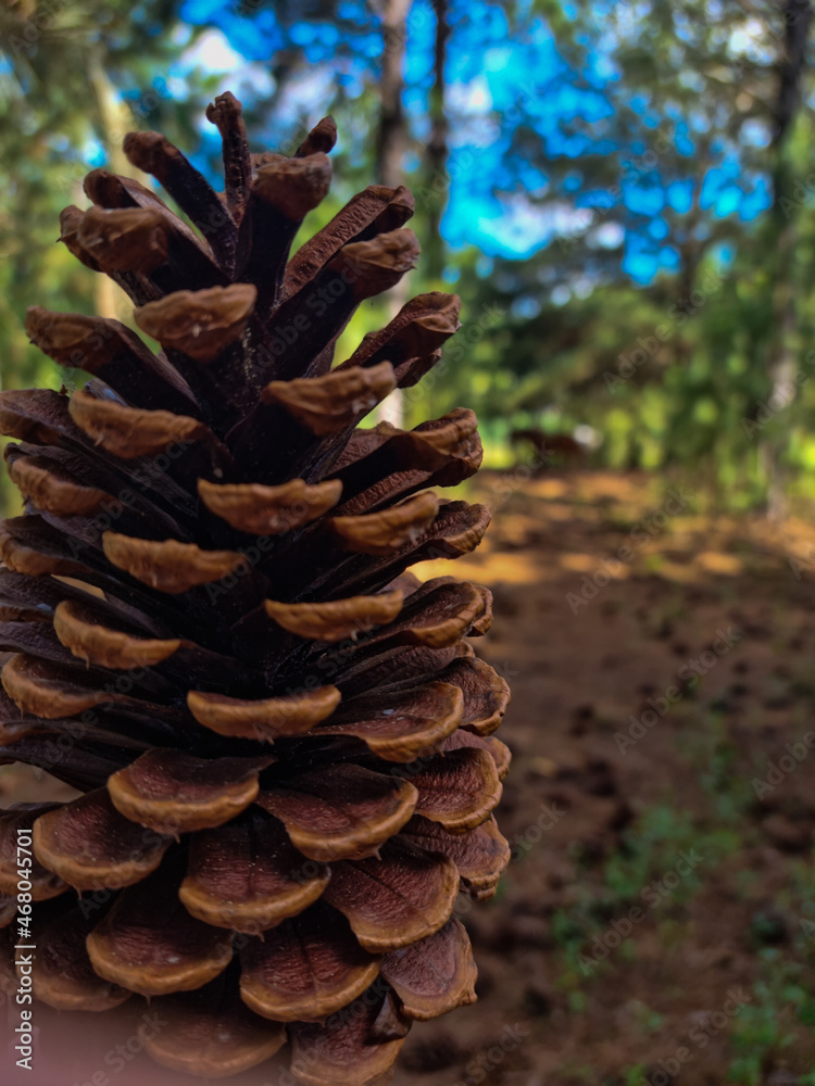 Piña del arbol con un fondo de bosque Stock Photo | Adobe Stock