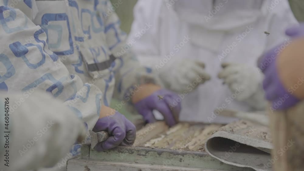 Beekeepers work with bees in the apiary and collect honey. Inspects the frames with honeycombs and bees in hive. Frame with a lot of honeycombs and bees. organic farm. Slow mo 100fps Beekeepers work with bees in the apiary and collect honey. Inspects the frames with honeycombs and bees in hive. Frame with a lot of honeycombs and bees. organic farm. Slow mo 100fps