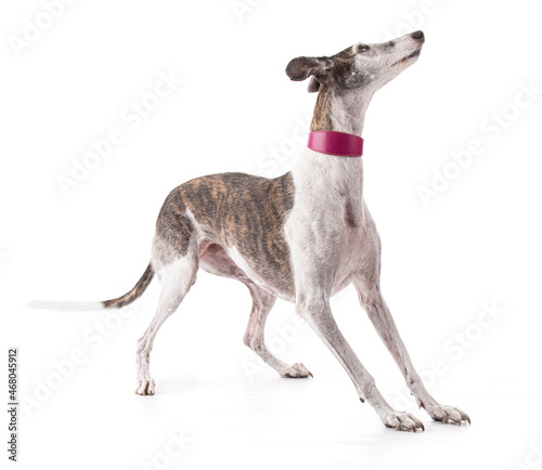 Galga espanol in studio