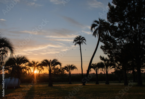 Sunrise between palm trees in Entre Rios