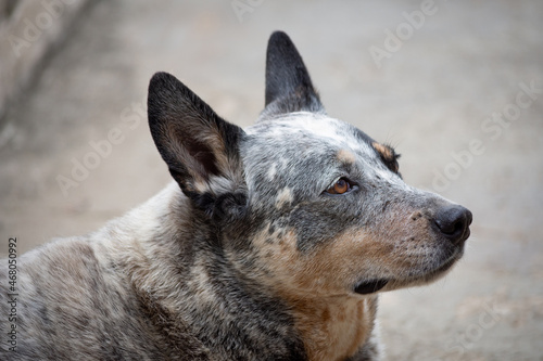 portrait of an Australian cattle dog