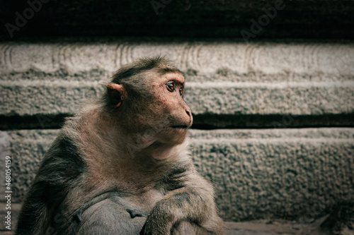 Closeup shot of a Bonnet macaque looking aside against a stone wall background photo