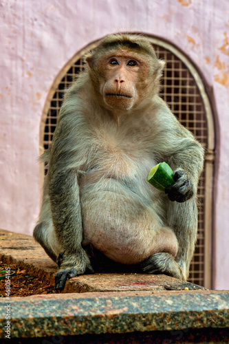 Vertical shot of a Bonnet macaque sitting on the stone surface and eating cucumber photo