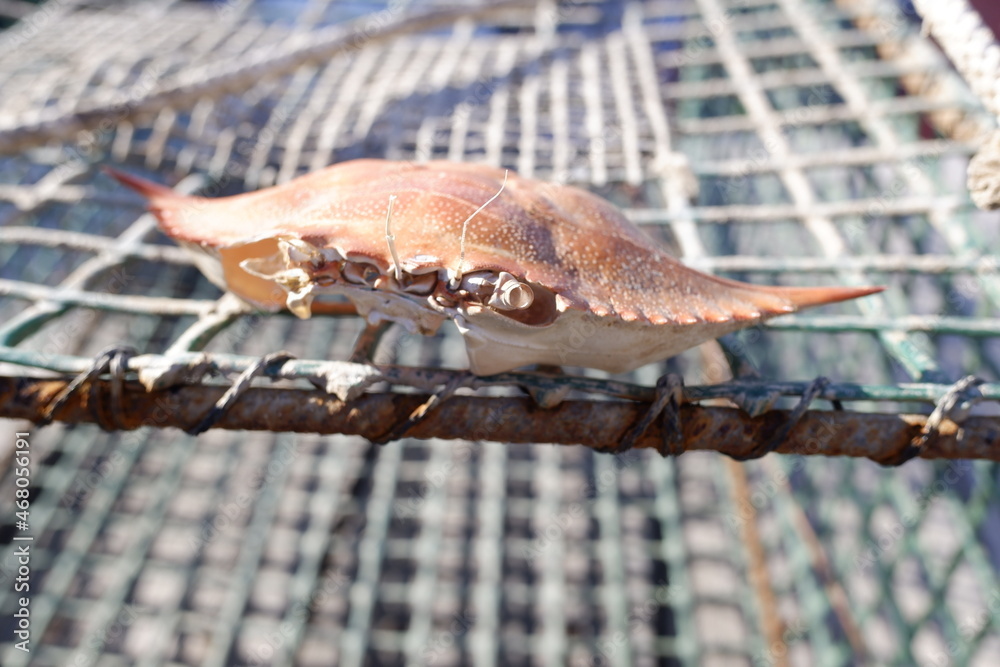 Exoskeleton of a blue crab -Callinectes sapidus- on fishing nets, an  invasive species on the Mediterranean coast. Stock Photo