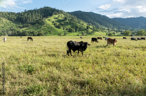 Dramatic image of a meadow with cattle an$ horses in the Caribbean mountains of the Dominican Republic, with sunlit hills in background.