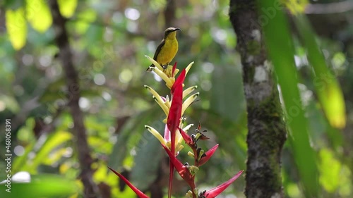 Yellow chest small bird try to find nectar inside flower 