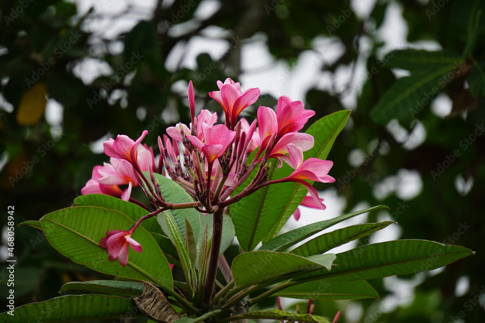 Plumeria (frangipani) with a natural background Plumeria (frangipani) with a natural background