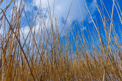 Dried ears grow in a snowy field. Overall plan. Sikhote-Alin Biosphere Reserve in the Primorsky Territory. photo