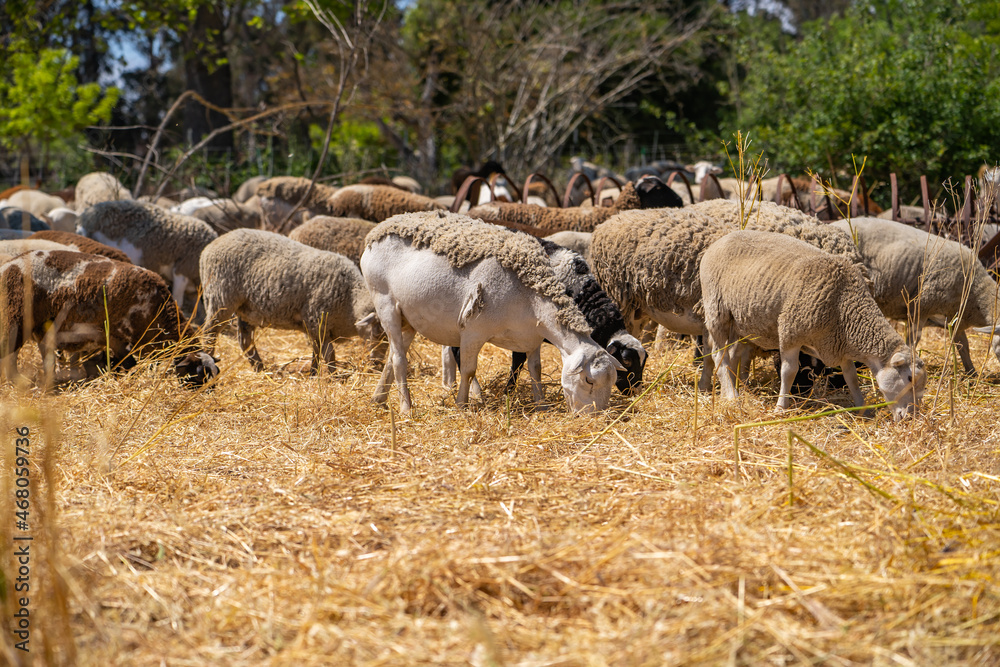 Herd of goats and sheep graze on the farm. Herd of goats and sheep graze on the farm.