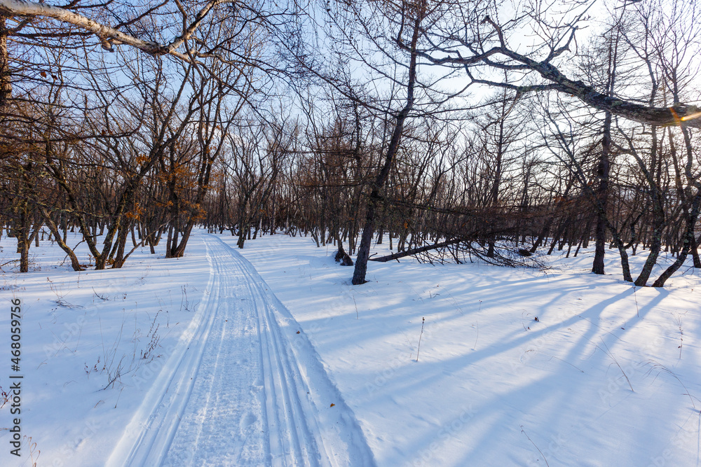Fototapeta premium Snow-covered forest in a reserved place. Overall plan. Sikhote-Alin Biosphere Reserve in the Primorsky Territory.