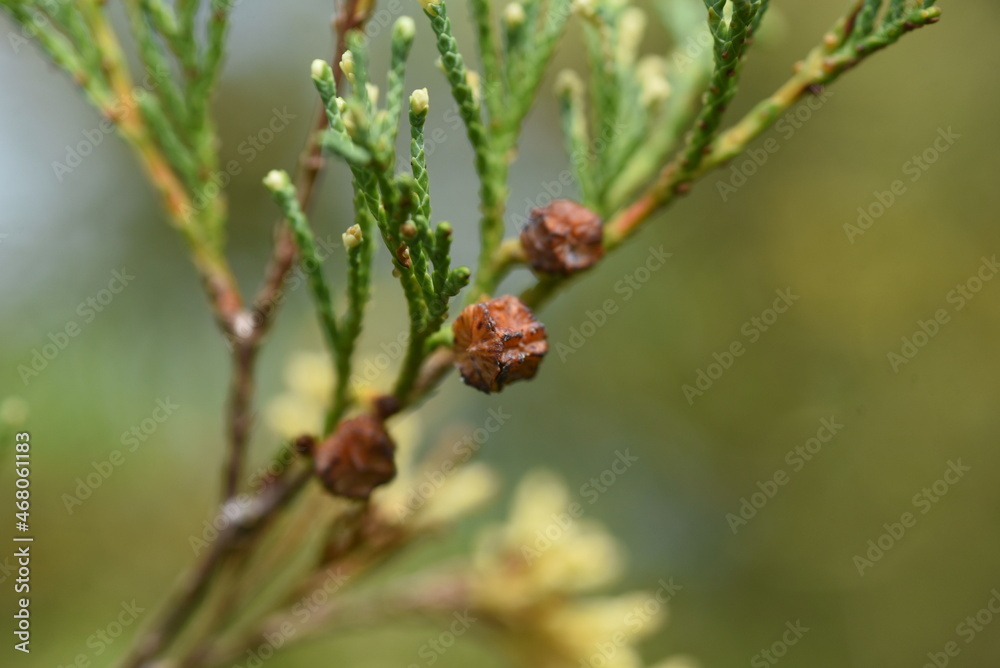 Chamaecyparis obtusa'Globosa variegata'is a cultivar of the Cupressaceae family and is an evergreen conifer: Chamaecyparis obtusa'Globosa variegata'is a cultivar of the Cupressaceae family and is an evergreen conifer: