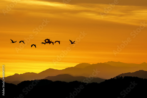 Silhouette of birds flying over sunset sky background
