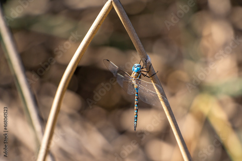 Rhionaeschna multicolor (Blue-eyed darner) sitting on a branch.  photo