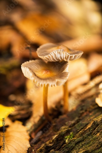 Mushrooms on tree bark