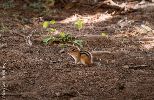 Closeup view of a chipmunk sitting on the ground beside its hole in brown soil photo