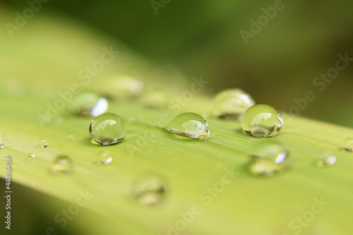 Closeup photo of dew on the leaf