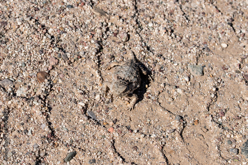 A horned toad in the Arizona desert photo