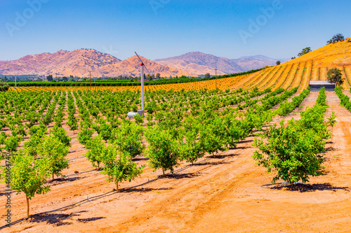 Clearing fog reveals Young citrus trees growing in the San Joaquin Valley, Calif.