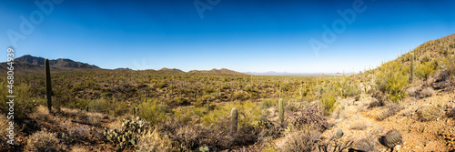 Vast View of Saguaro Cactus Growing In Saguaro National Park