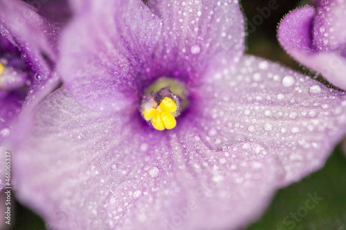 Mist on purple petals of a flower with a yellow stem