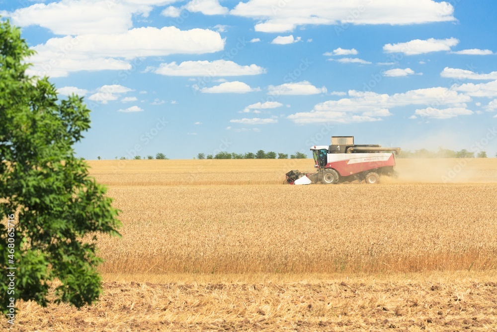 Obraz premium Combine harvester harvesting ripe wheat on agriculture field