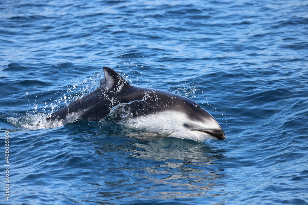 Fototapeta premium dolphin jumping out of water, Pacific White-sided dolphin