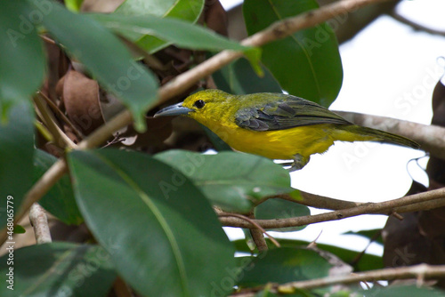 Common and great iora bird photo