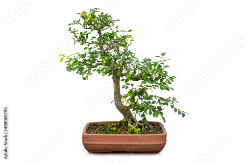 bonsai elm tree isolated