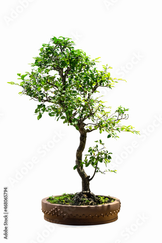 bonsai tree of elm isolated