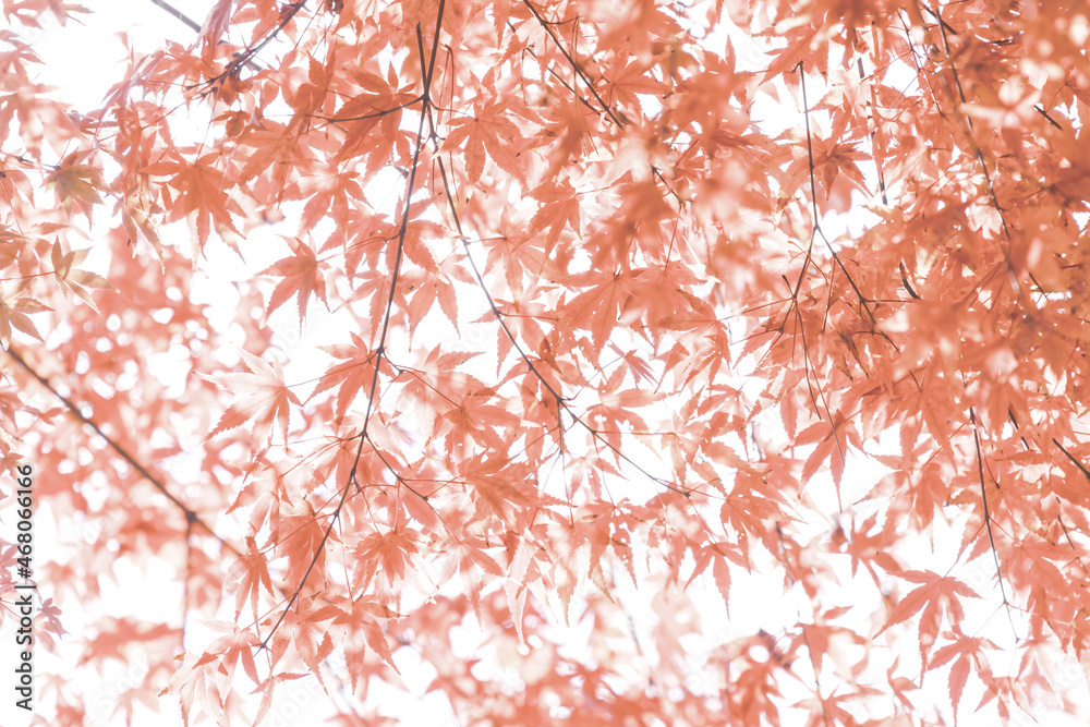 (自然ｰ紅葉)赤く染まるもみじ６