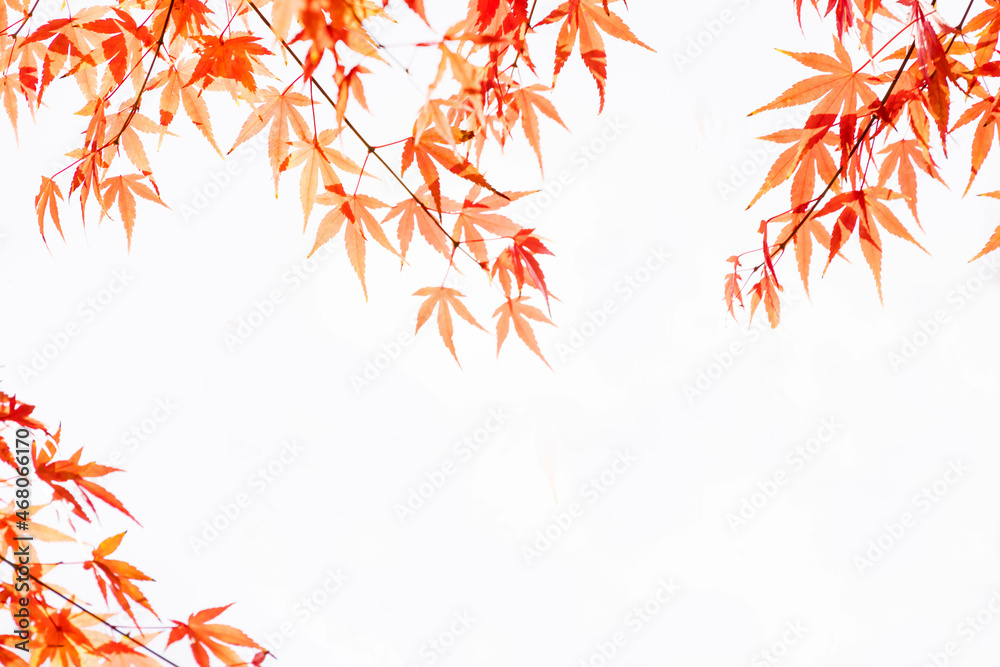 (自然ｰ紅葉)赤く染まるもみじ３