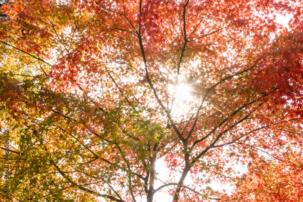 (自然ｰ紅葉)赤く染まるもみじ１２