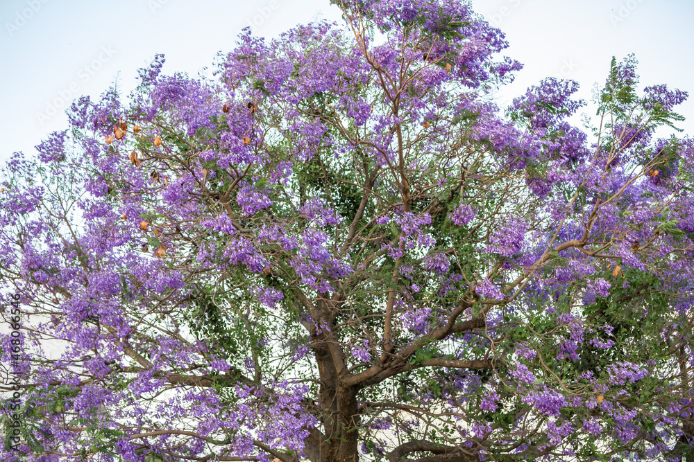Canopy of jacaranda trees with a lot of purple flowers