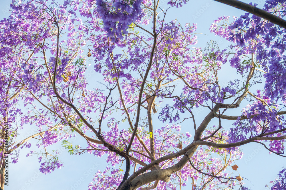 Canopy of jacaranda trees with a lot of purple flowers