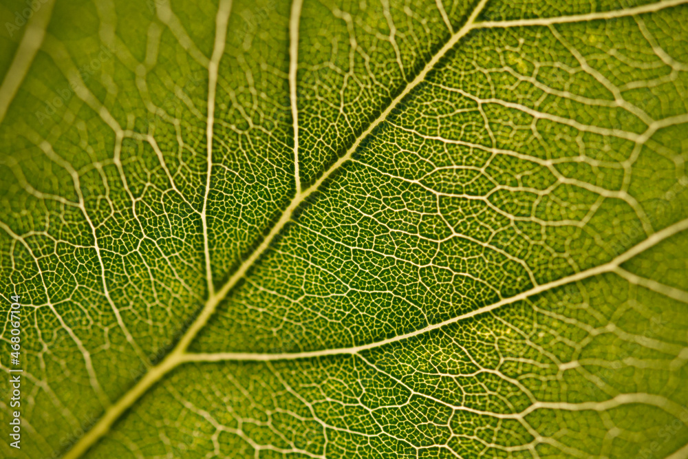 Green leaf macro of its surface Green leaf macro of its surface